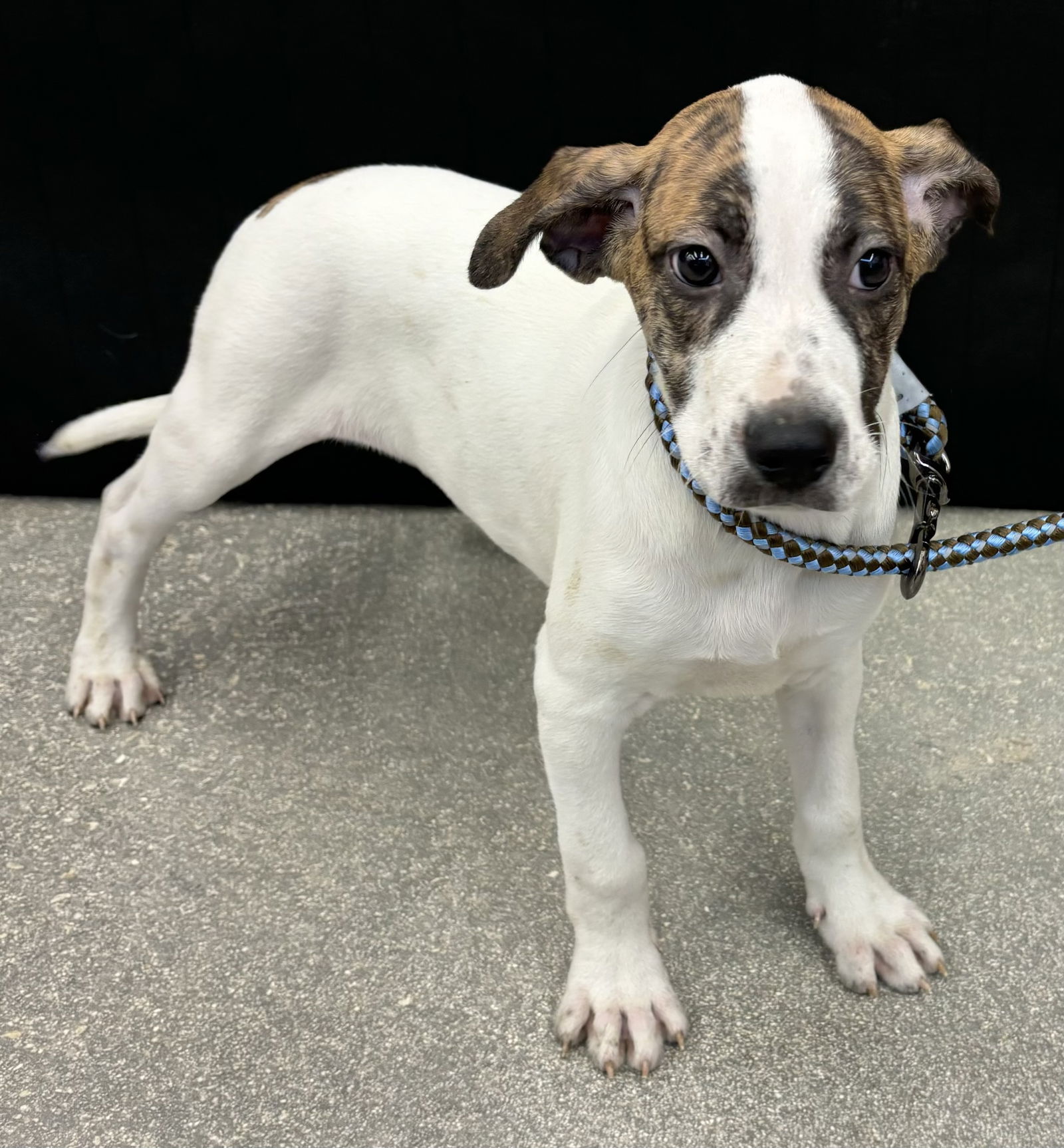 adoptable Dog in Royal Palm Beach, FL named Fancy