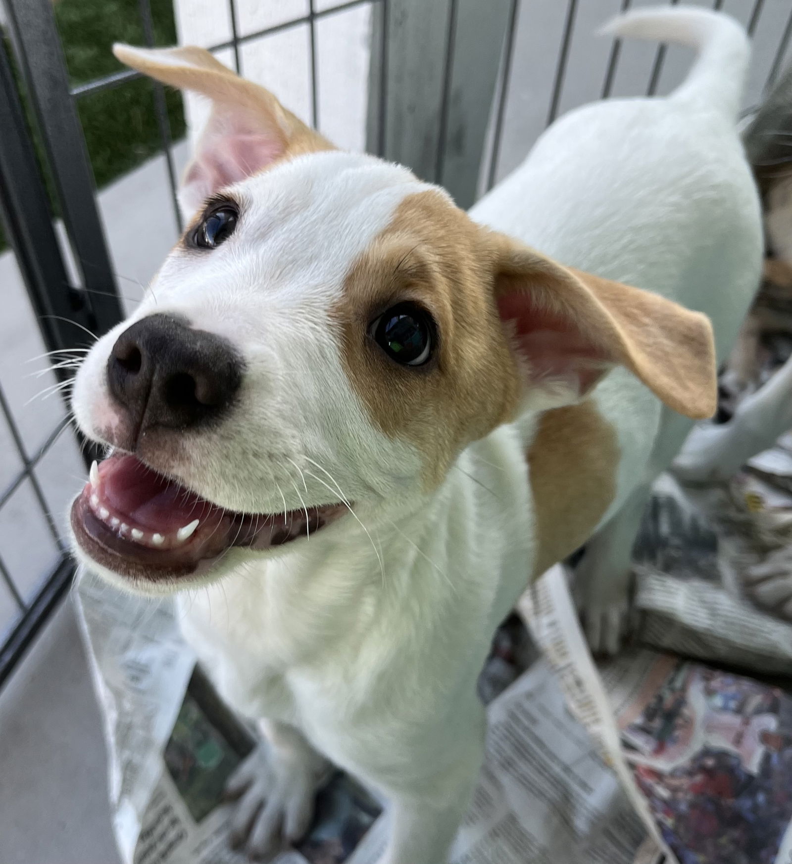 adoptable Dog in Royal Palm Beach, FL named Faith