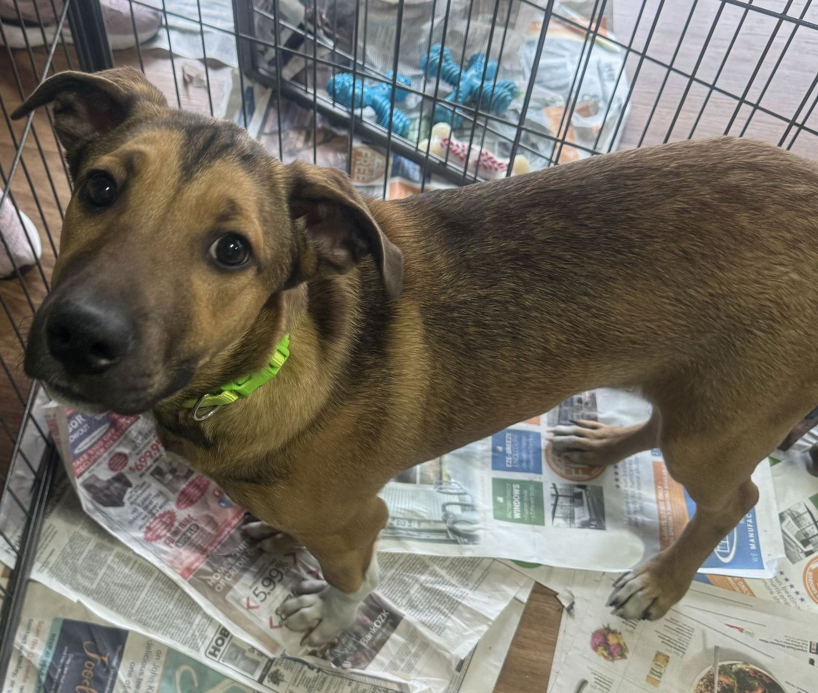 adoptable Dog in Royal Palm Beach, FL named Finley