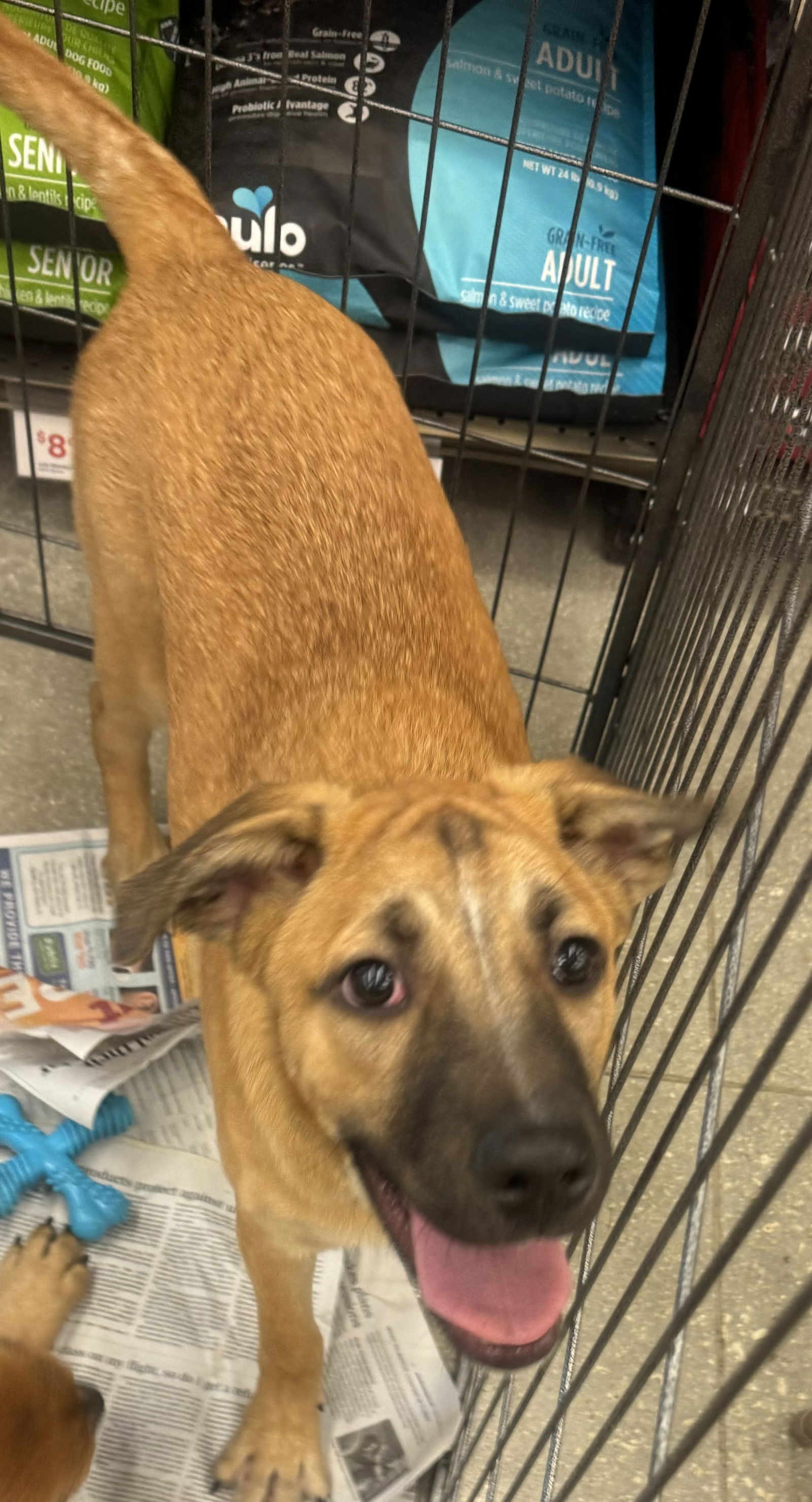 adoptable Dog in Royal Palm Beach, FL named Flannigan