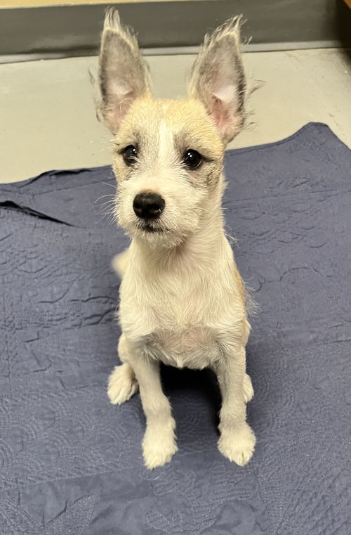 Peppa (A2585561)