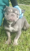 Divito (A2588477)