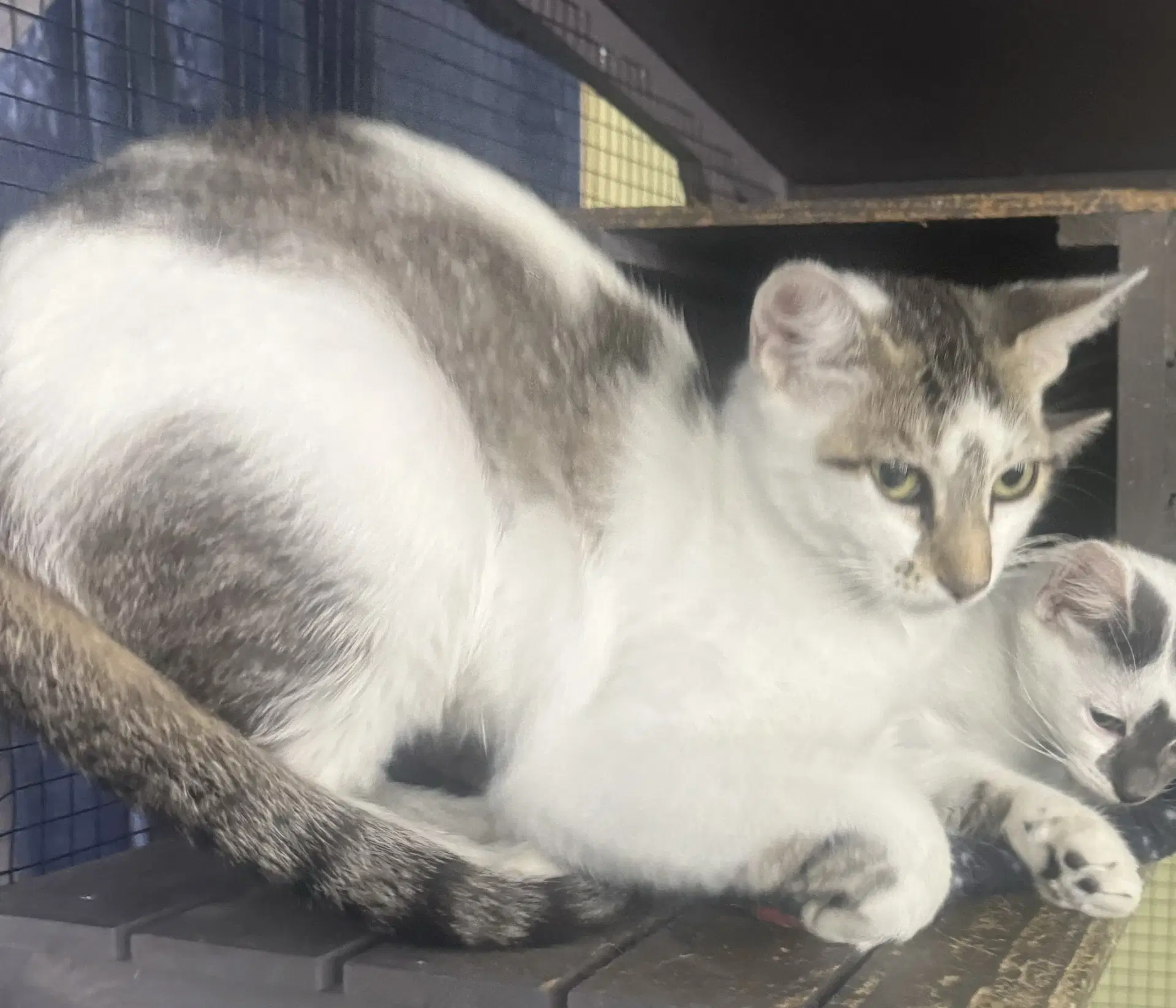 Magnolia A - Domestic Short Hair