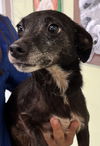 adoptable Dog in Royal Palm Beach, FL named Sadie