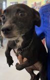 adoptable Dog in Royal Palm Beach, FL named Arthur