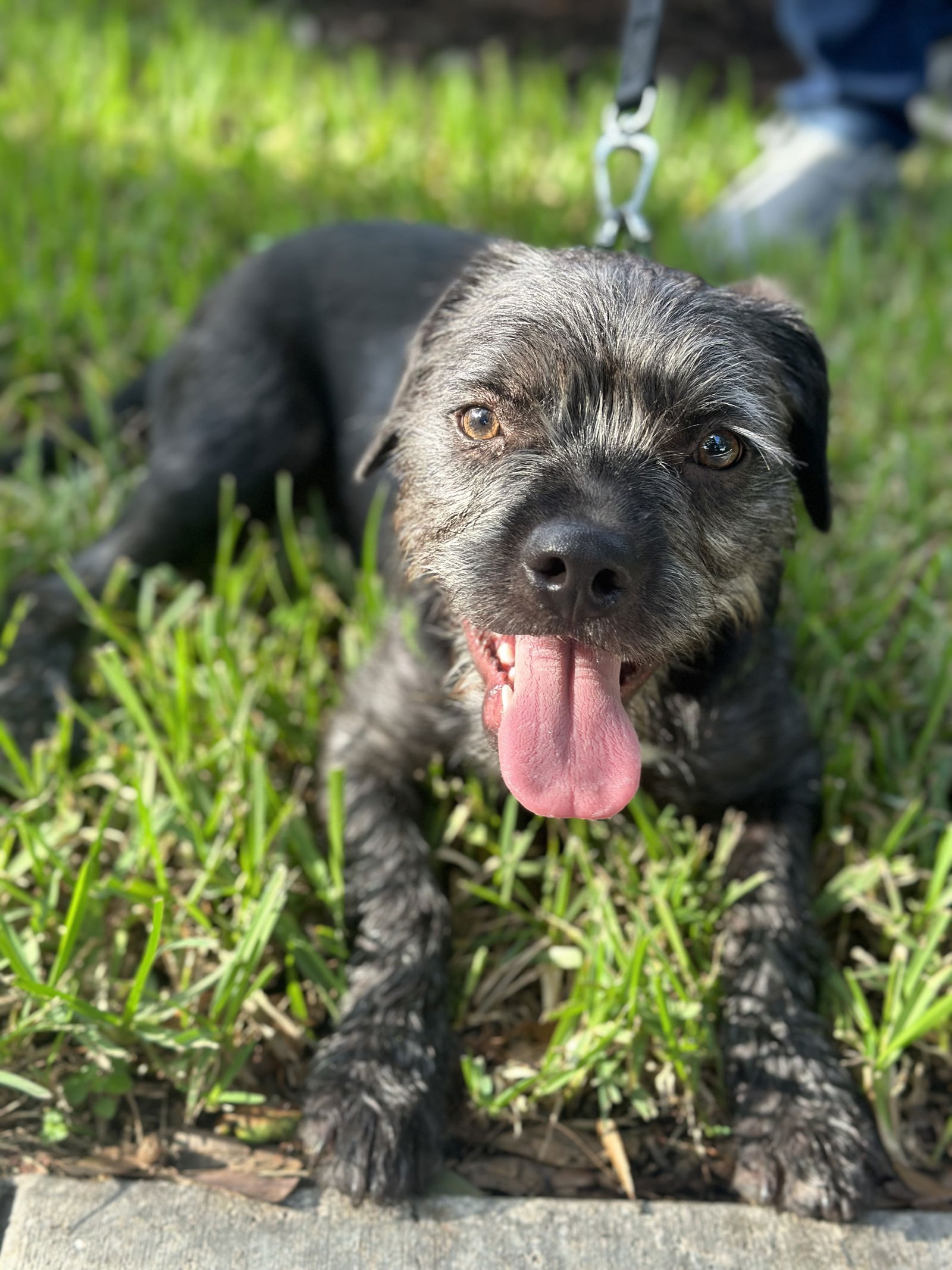 adoptable Dog in Royal Palm Beach, FL named Bosco