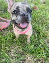 Matilda (A2586732)