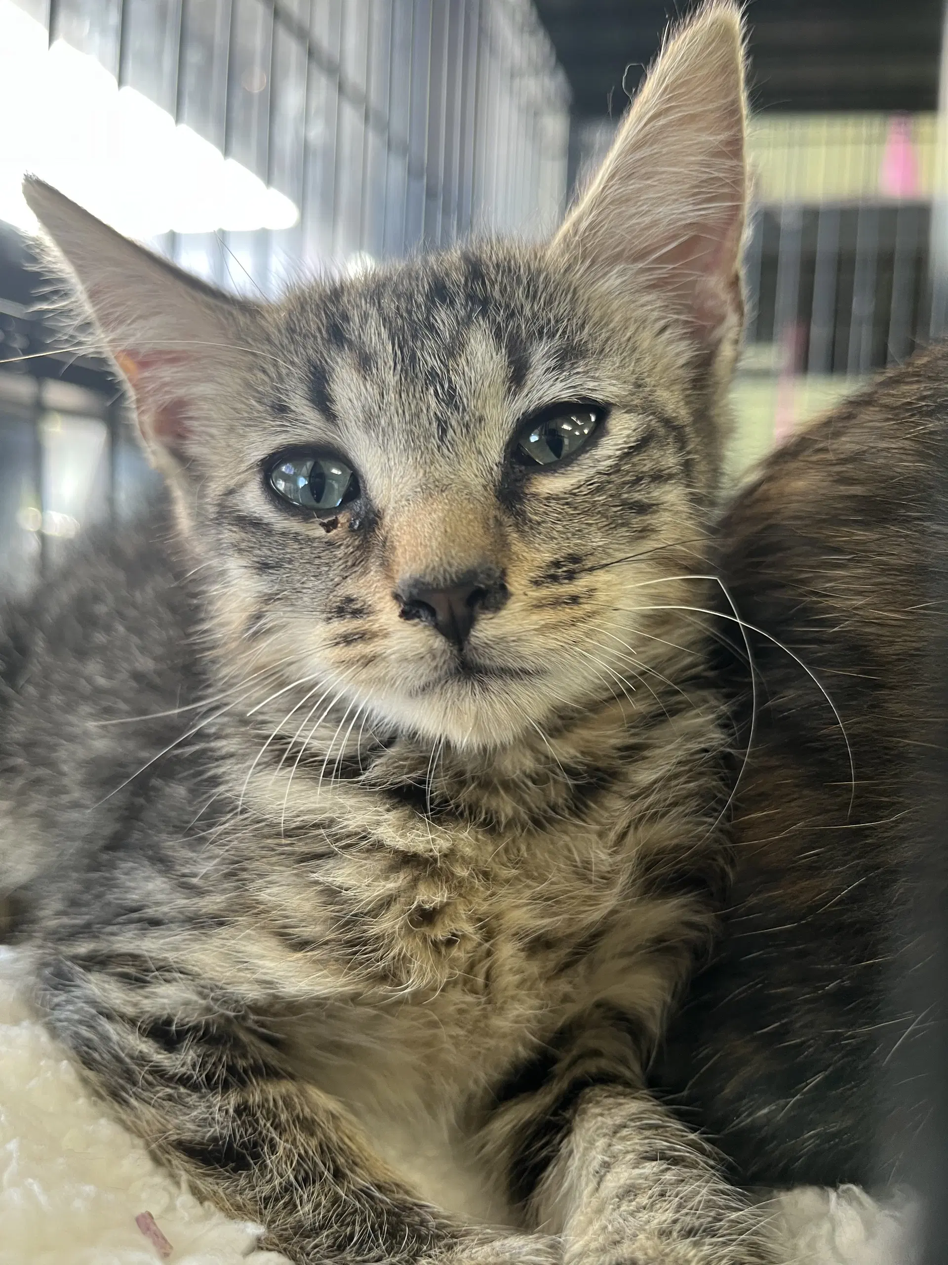 Charlotte - Domestic Short Hair
