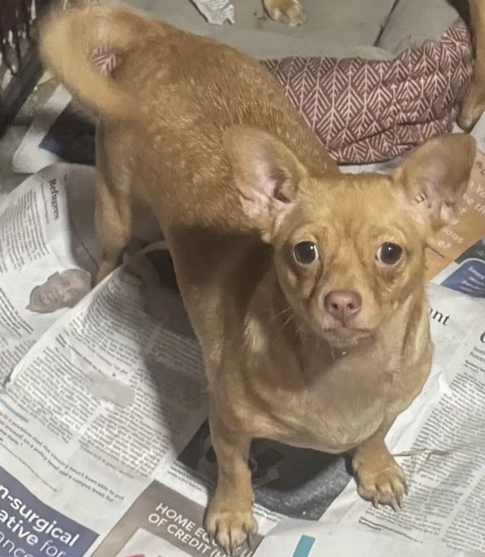 Weela - Chihuahua