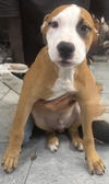 Hank