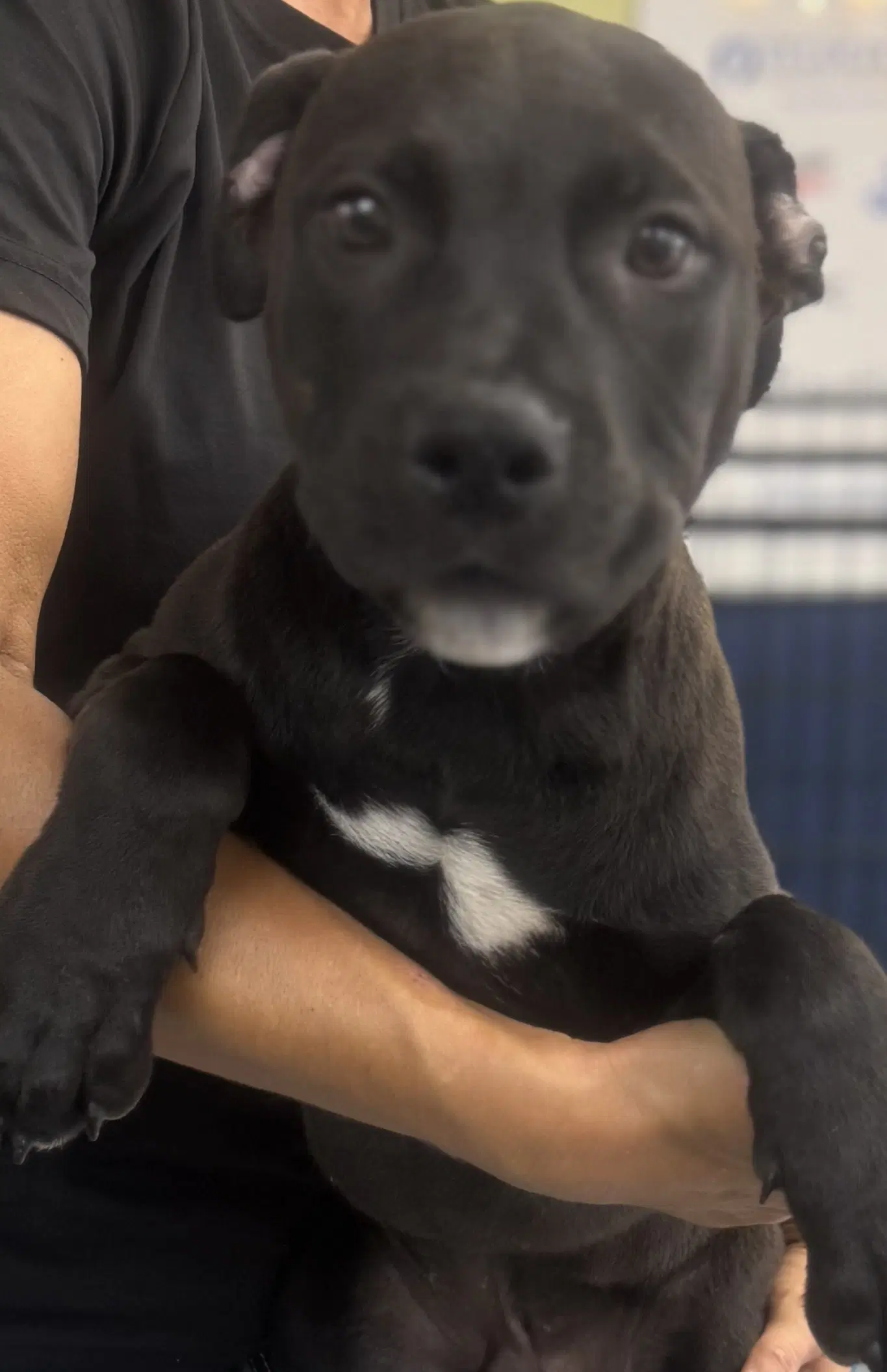 Hudson - Terrier