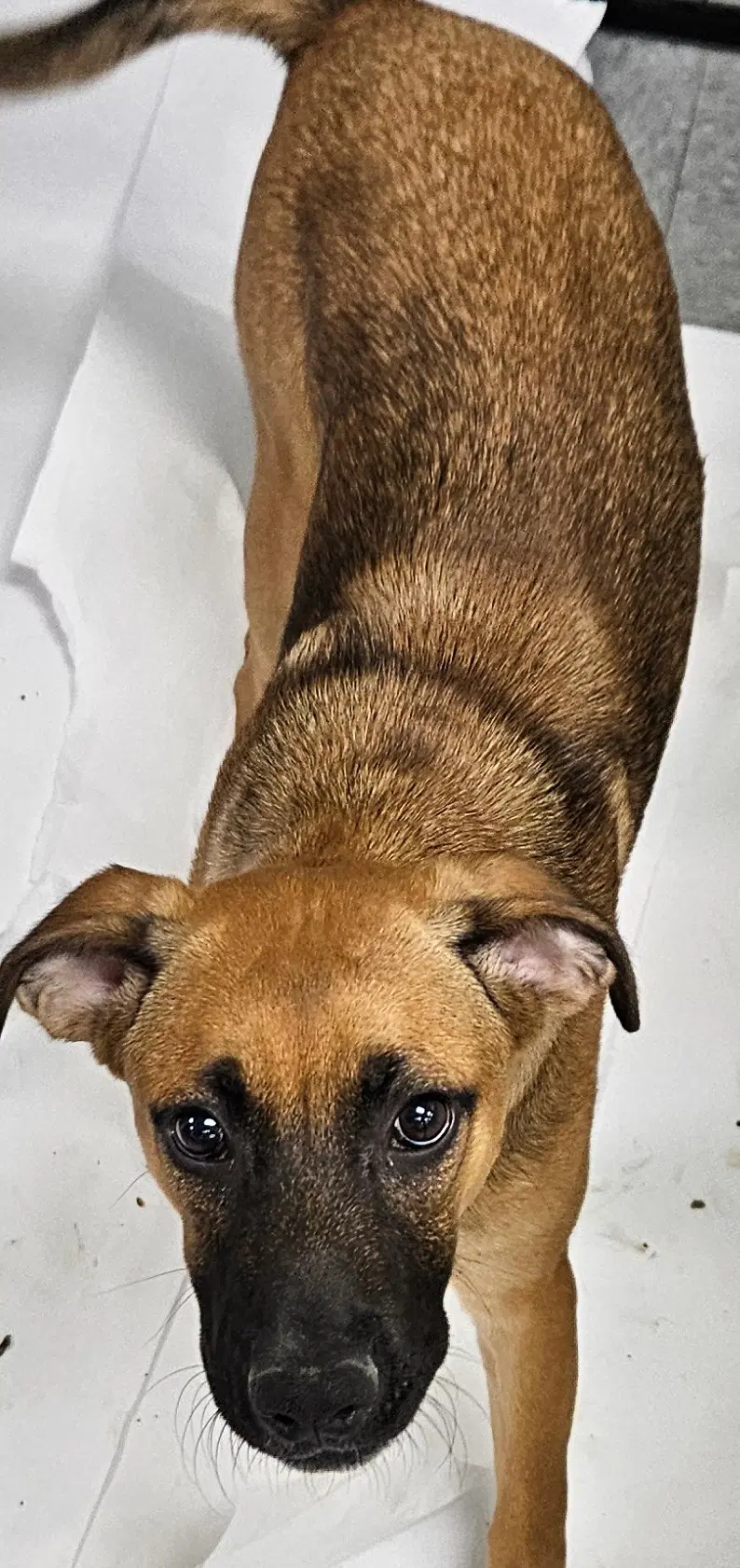 Quan - Terrier