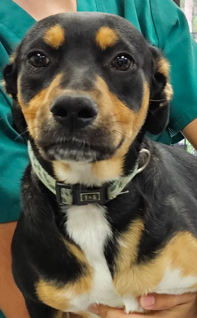 Quincy - Terrier
