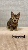 Everest