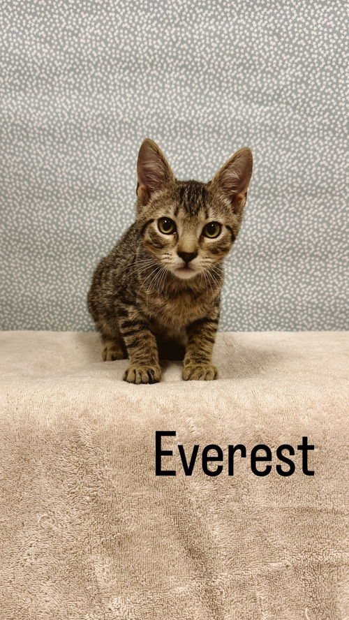 Everest