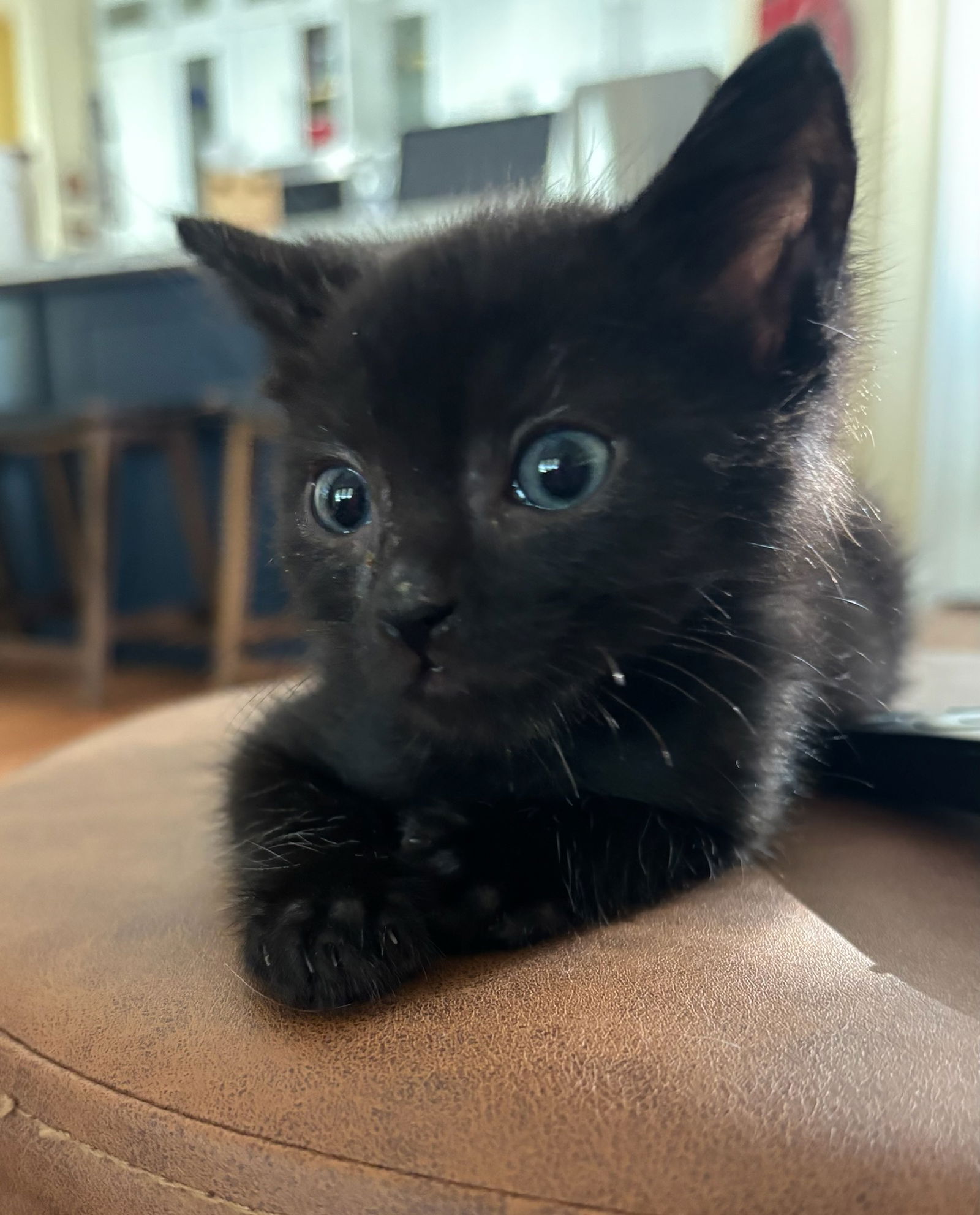 adoptable Cat in Royal Palm Beach, FL named Midnight