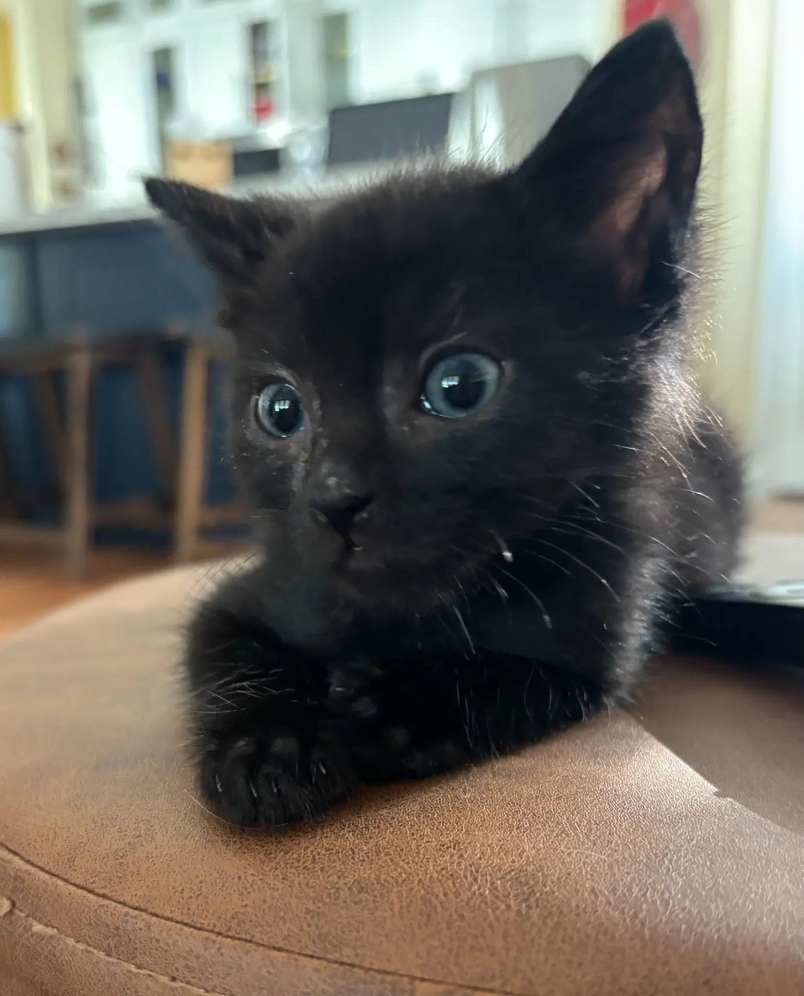 Midnight - Domestic Short Hair