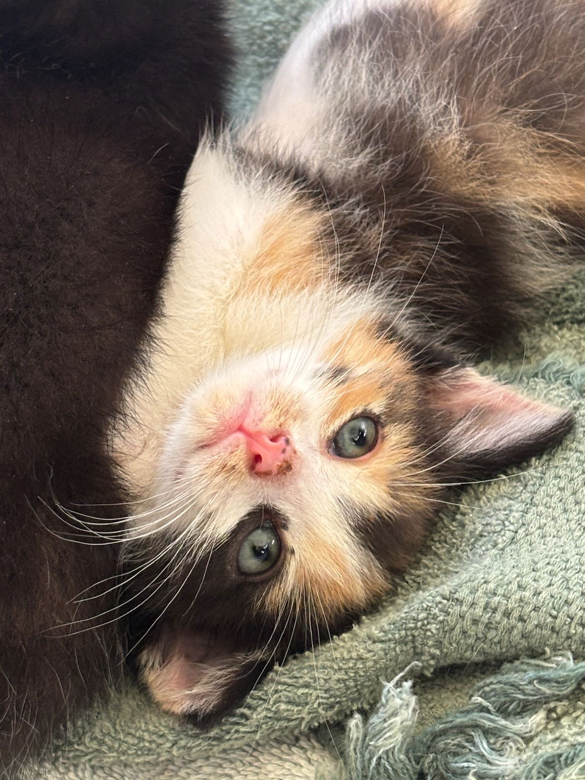 adoptable Cat in Royal Palm Beach, FL named Olivia