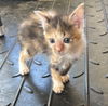 Oona