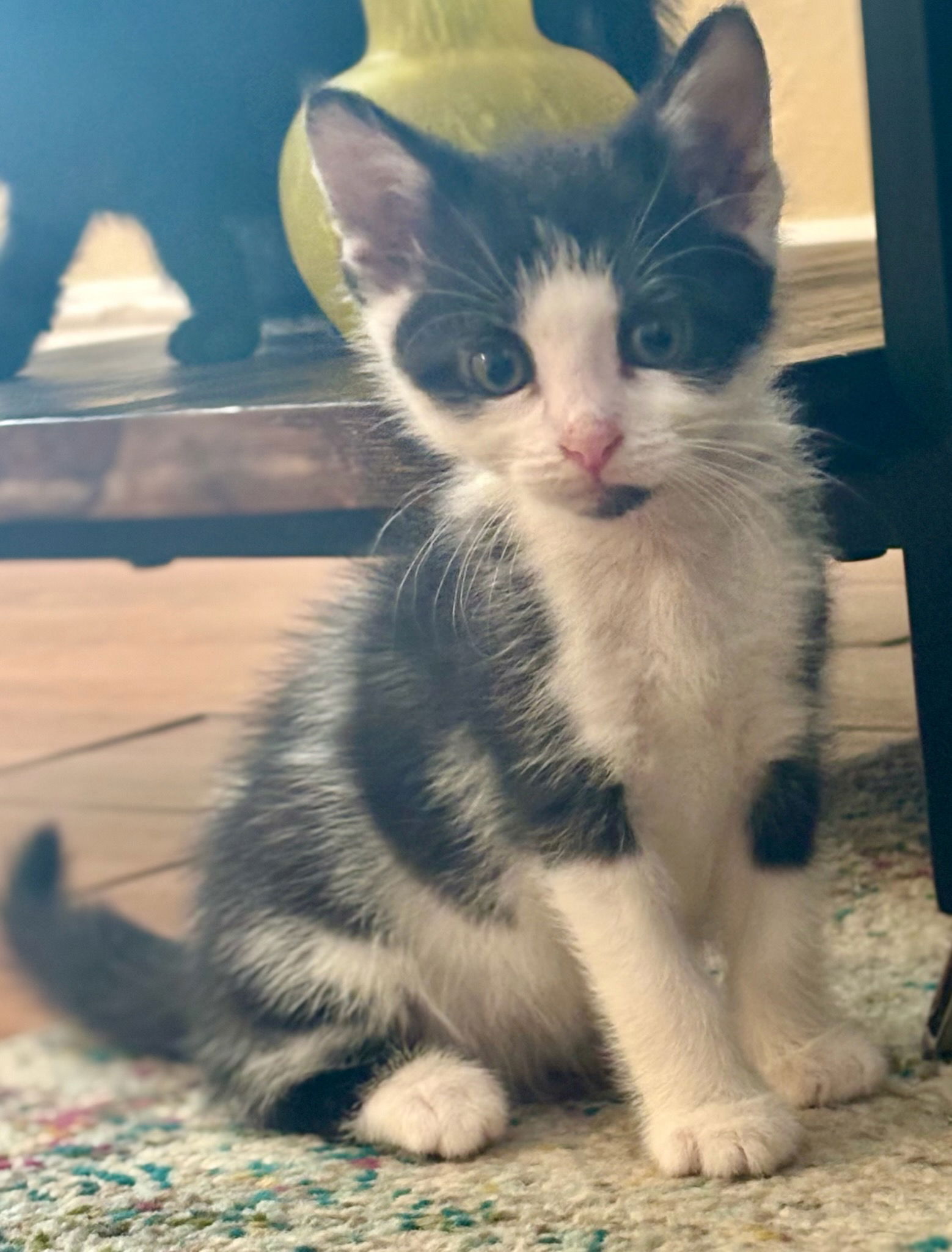 adoptable Cat in Royal Palm Beach, FL named Oreo