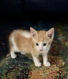 Opie