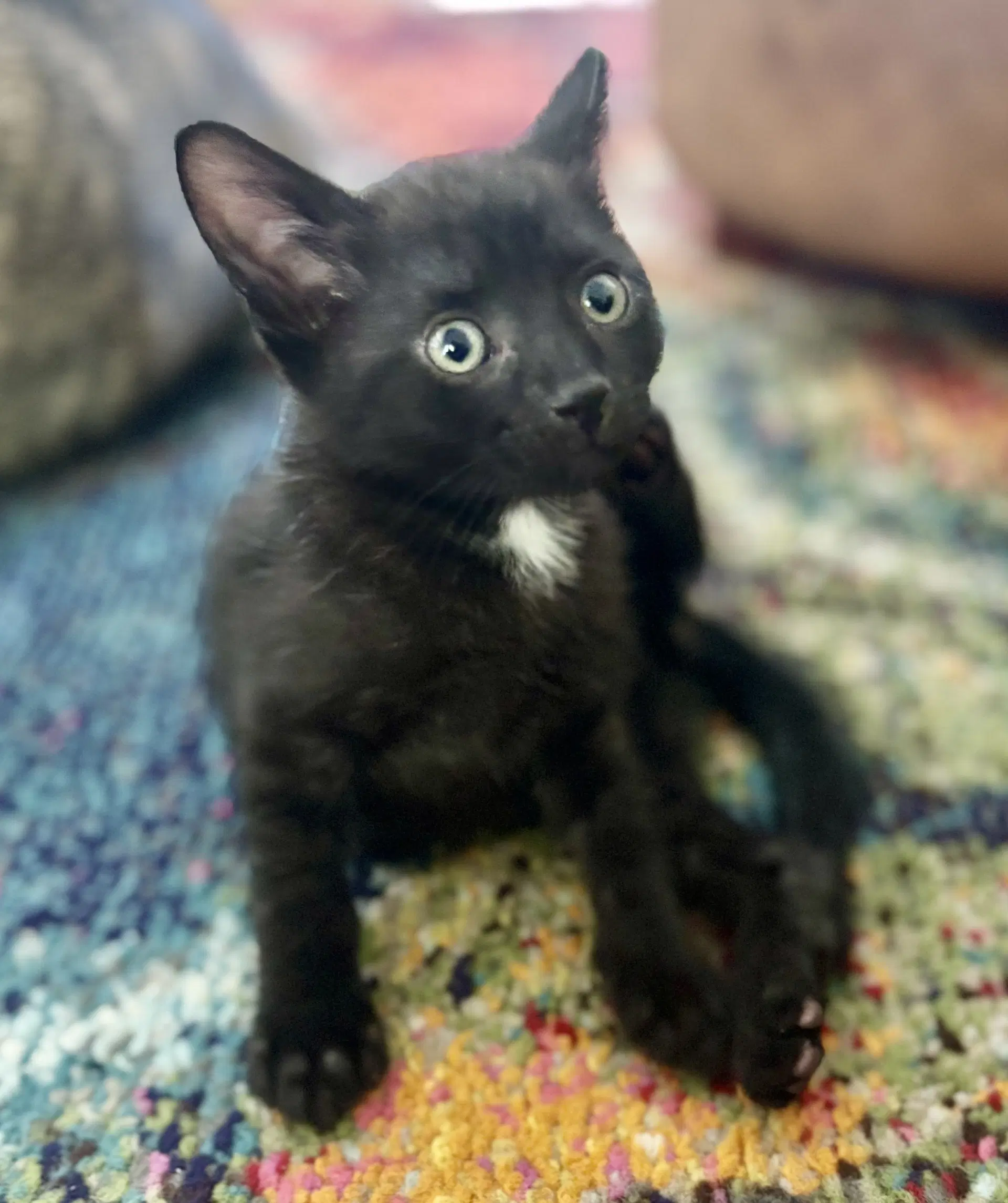 Onyx - Domestic Short Hair