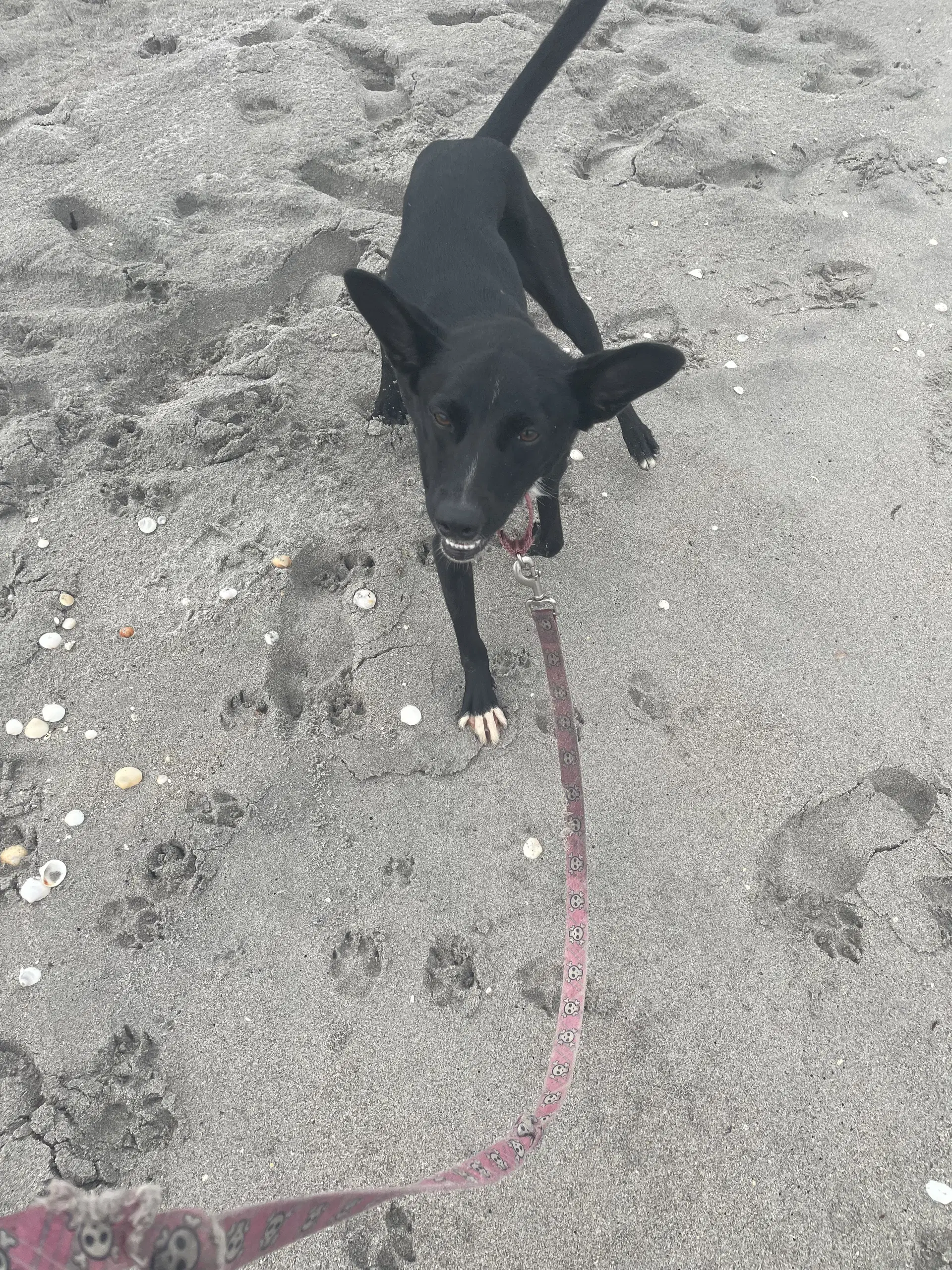 Ruby - Labrador Retriever