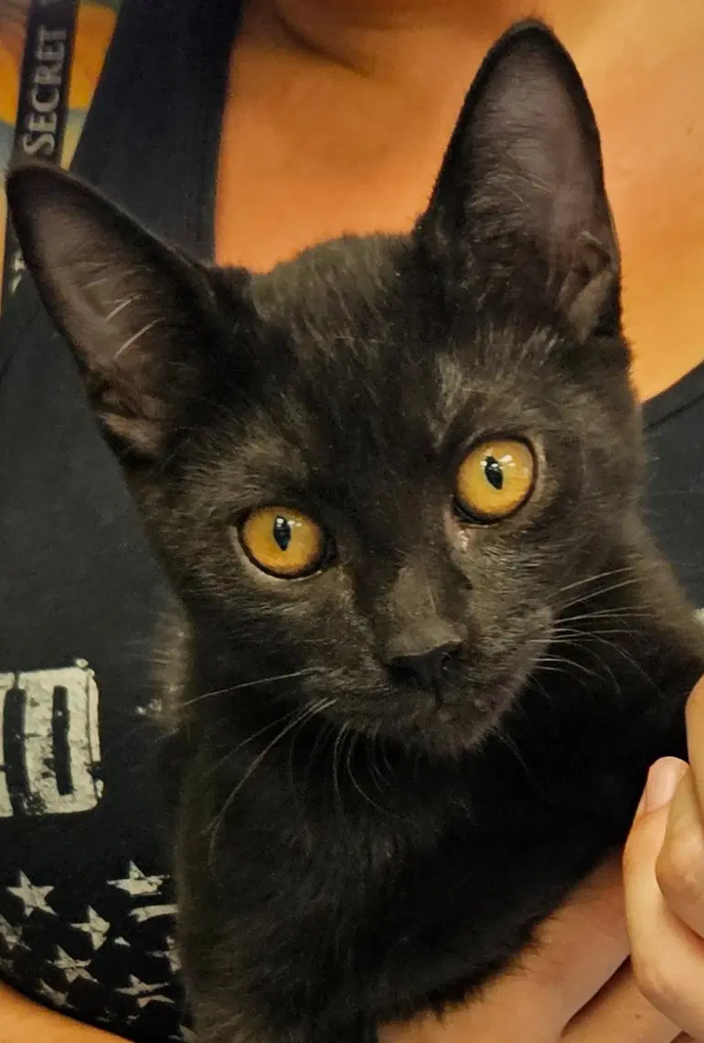 Thistle - Domestic Short Hair