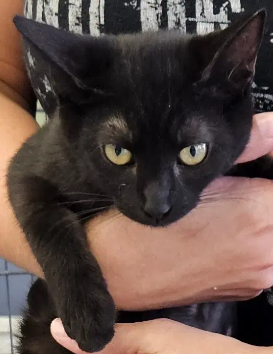 Tiki - Domestic Short Hair