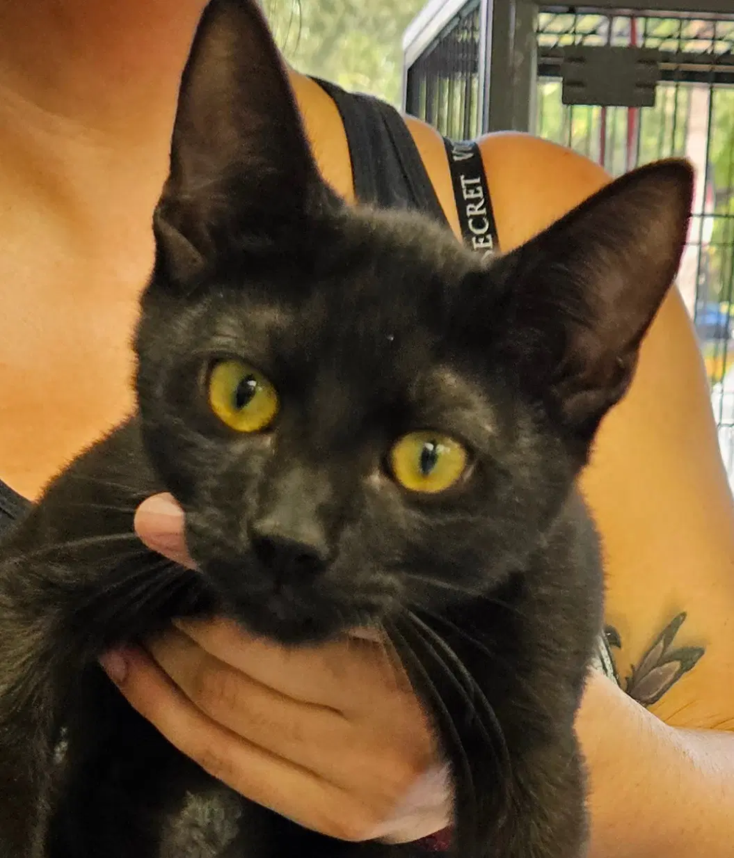 Tobin - Domestic Short Hair
