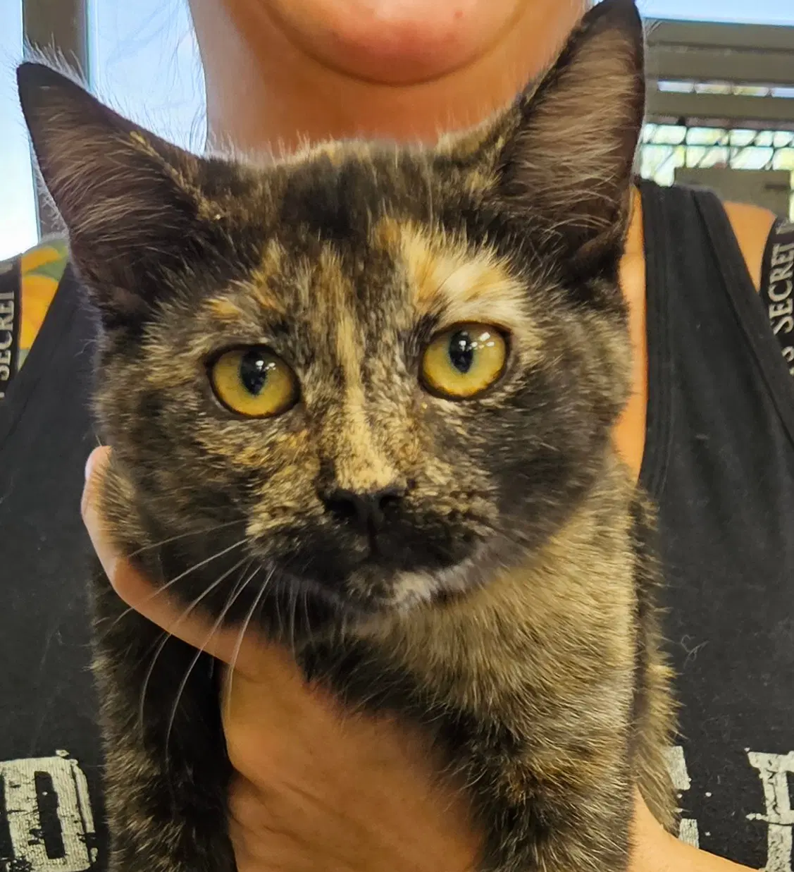 Turtle - Domestic Short Hair