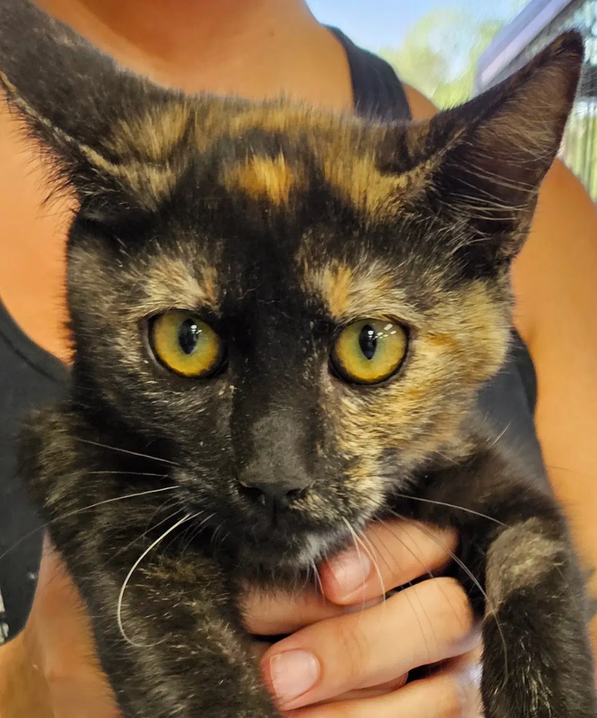 Tropic - Domestic Short Hair