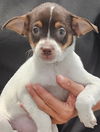 Canela