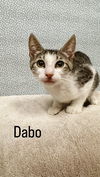 Dabo