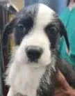 Isaac - Terrier
