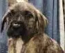 Iaan - Terrier