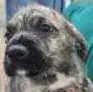 Igor - Terrier