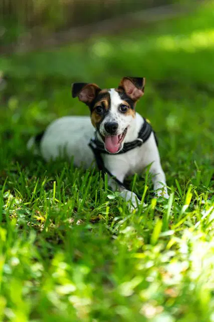 Rigatoni - Terrier