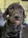 Madeline - Labrador Retriever
