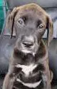 Maeve - Labrador Retriever