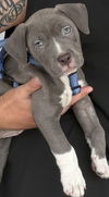 adoptable Dog in Royal Palm Beach, FL named Midland