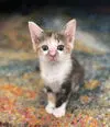 Oona - Domestic Short Hair