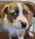 Imogen - Terrier