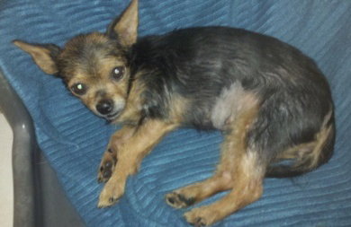 Muneca