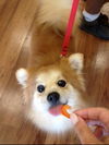 Cheeto