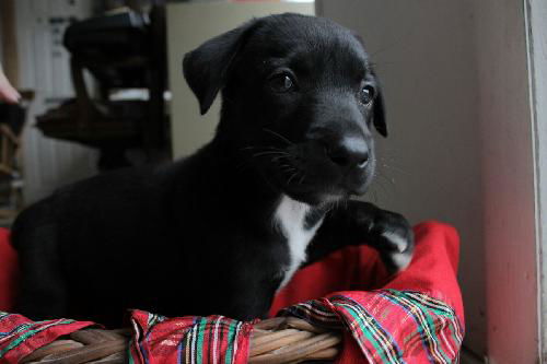 Oreo