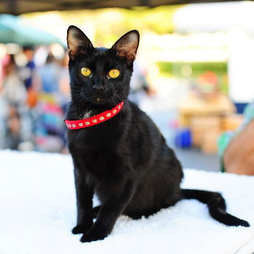 Jaspurr