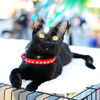 Jaspurr