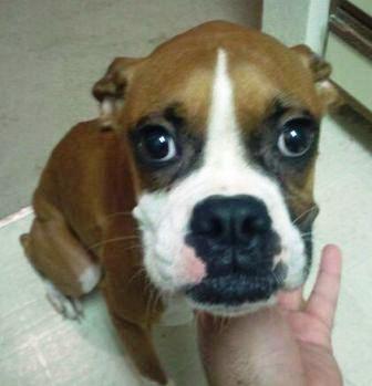 Lulu