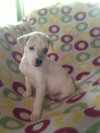 Evie
